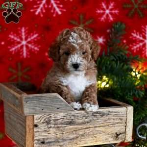 Tracey, Miniature Poodle Puppy